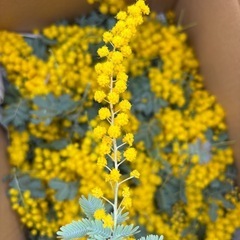 ミモザ花粒の画像