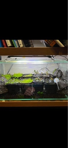 水槽・水草・周辺機器