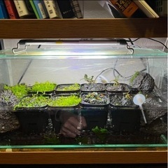 水槽・水草・周辺機器