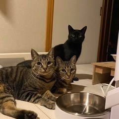 里親さん募集