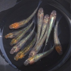 終了　⭐️ラメ系メダカ⭐️  5ペアの画像