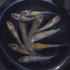 終了⭐️ラメ系メダカ⭐️10匹の画像