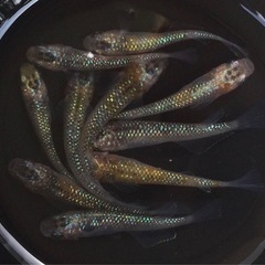 終了⭐️ラメ系メダカ⭐️10匹の画像
