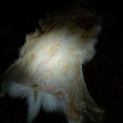 鹿皮の敷き物用素材の画像