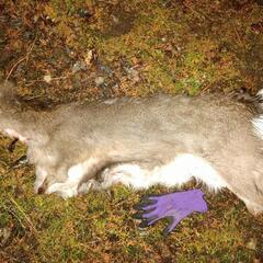 鹿皮の敷き物用素材の画像