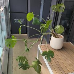 モンステラ（鉢付き）