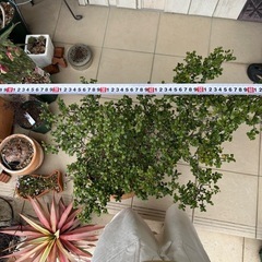 雲竜ツゲ　スパイラルドラゴン（B品鉢つき）の画像