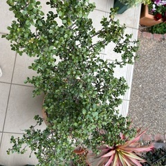 雲竜ツゲ　スパイラルドラゴン（B品鉢つき）の画像