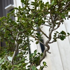 雲竜ツゲ　スパイラルドラゴン（B品鉢つき）の画像