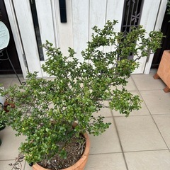 雲竜ツゲ　スパイラルドラゴン（B品鉢つき）の画像