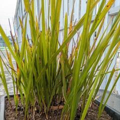 ココスヤシ　苗　鉢植えごと