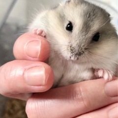 ジャンガリアンハムスター サファイア2匹 スノーホワイト2匹 − 静岡県