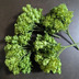 ランキングキーワードに紐づく投稿画像-多肉植物