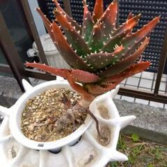 作家もの　陶芸壺　花器　多肉植物の画像
