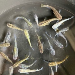 最値下げ　メダカ　オーロラブラッグ　7匹の画像