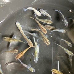 最値下げ　メダカ　オーロラブラッグ　7匹の画像