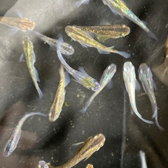 最値下げ　メダカ　オーロラブラッグ　7匹の画像