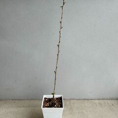 【植物・果樹苗】グースベリー、グーズベリー