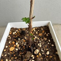 【植物・果樹苗】グースベリー、グーズベリーの画像