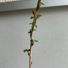 【植物・果樹苗】グースベリー、グーズベリーの画像