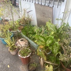 観葉植物