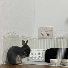 うさぎ
