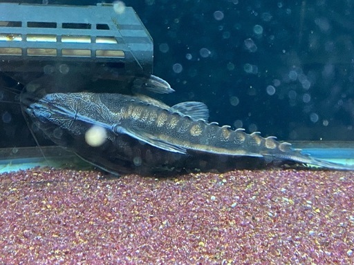 熱帯魚　メガロドラス
