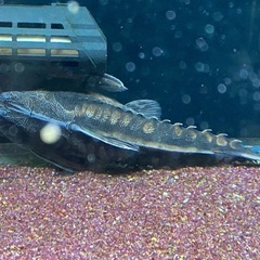 熱帯魚　メガロドラス
