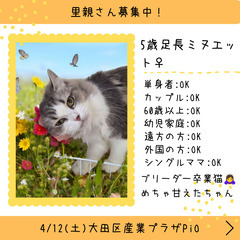 里親募集中！5歳足長ミヌエット♀(⋈◍＞◡＜◍)。✧♡
