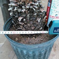 金環ソテツの画像