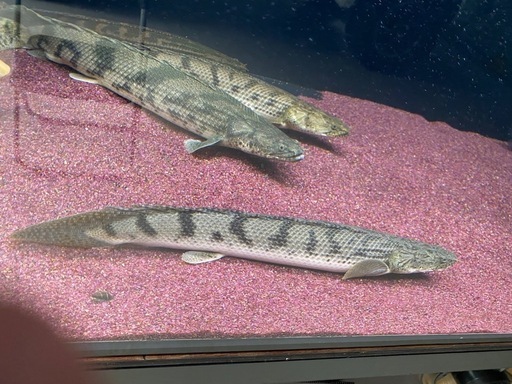 熱帯魚　ポリプテルス
