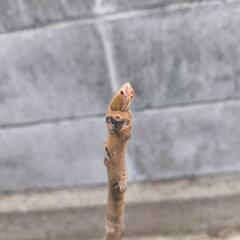 取引中〜オニグルミの苗木