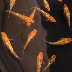夜桜🌇GOLDメダカ🌇超.極美...【.新成魚=２ペア 】