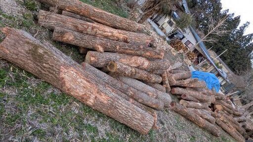 薪の王様 椚 原木 2㍍材