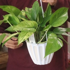 ラスト1つ！値下中！ポトステルノランコントル観葉植物の画像