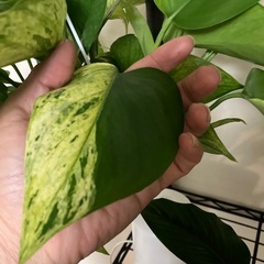 ラスト1つ！値下中！ポトステルノランコントル観葉植物の画像