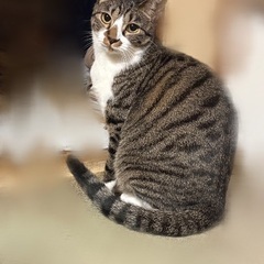 キジシロのメス