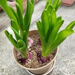 ヒヤシンス球根