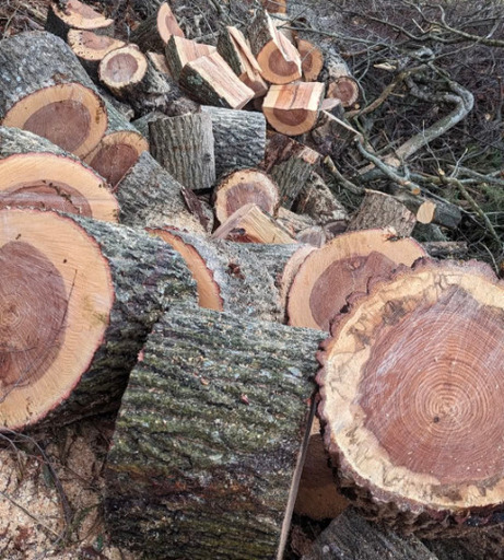 薪の王様 椚 原木 2㍍材