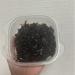 辛子昆布