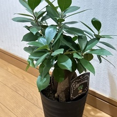 ガジュマル　観葉植物🍃sold out