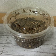 （予約済み）久留米オオクワガタ幼虫③の画像