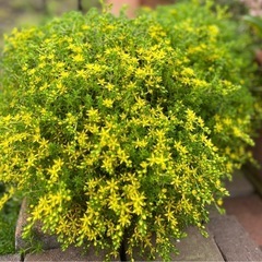 セダム②の画像