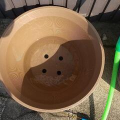 睡蓮鉢の画像