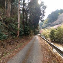 山林を無償でお譲りします！