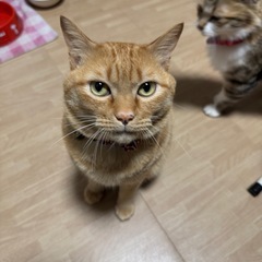 里親様を探しています - 豊橋市