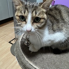 里親様を探しています - 猫