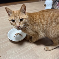 里親様を探しています − 愛知県