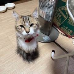 里親様を探しています