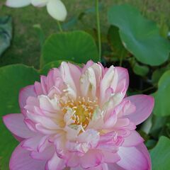 八重茶碗蓮　ハス　花蓮　蓮根